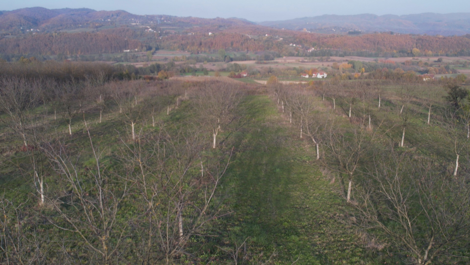 OTKUPNA CENA OVE VOĆKE 900 DINARA PO KILOGRAMU  Ulaganje u zasad nije veliko, a zarada odlična (FOTO)