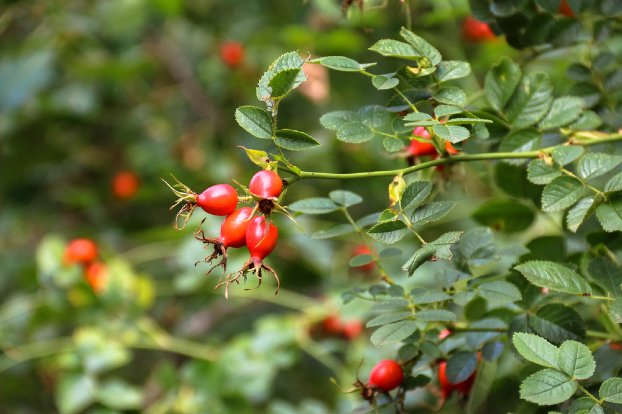 IGOR POČEO OD NJIVE I MOTIKE, SAD PLAĆA RADNIKE: Ovu biljku je pretvorio u ozbiljan biznis!