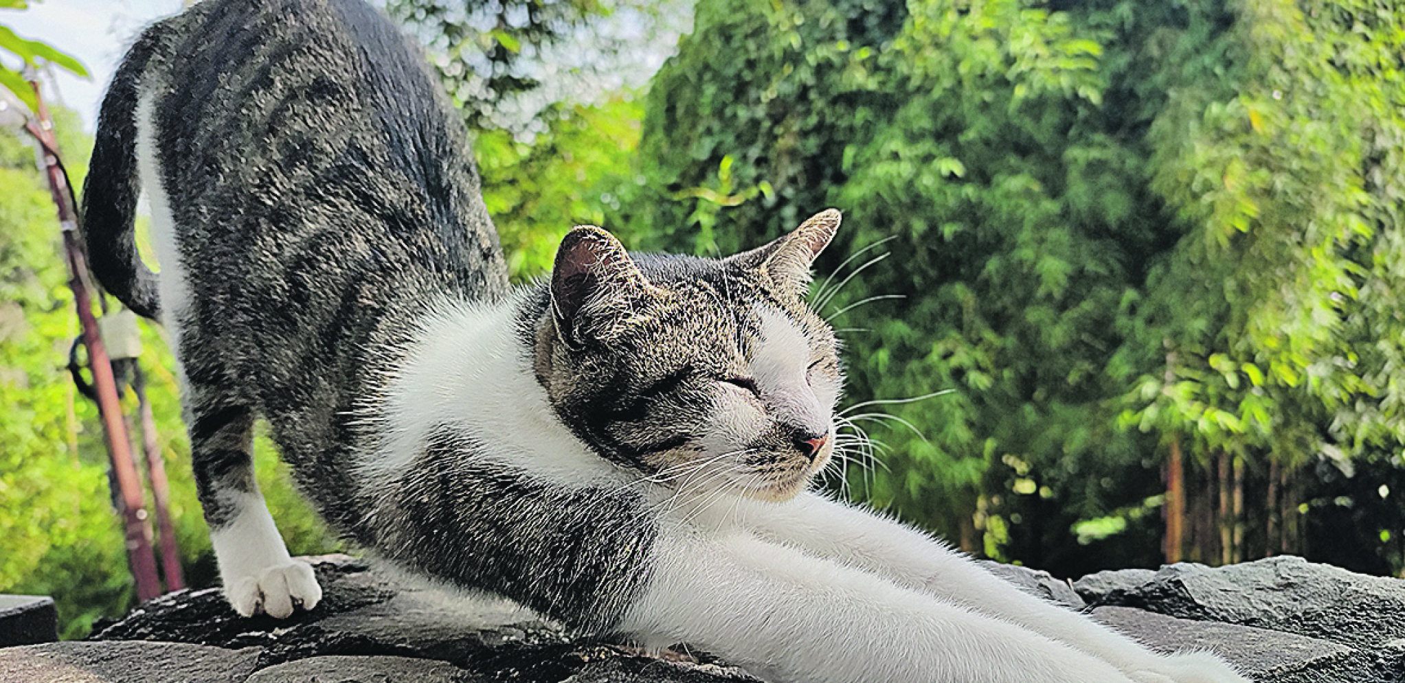 Zašto se mačke istežu?