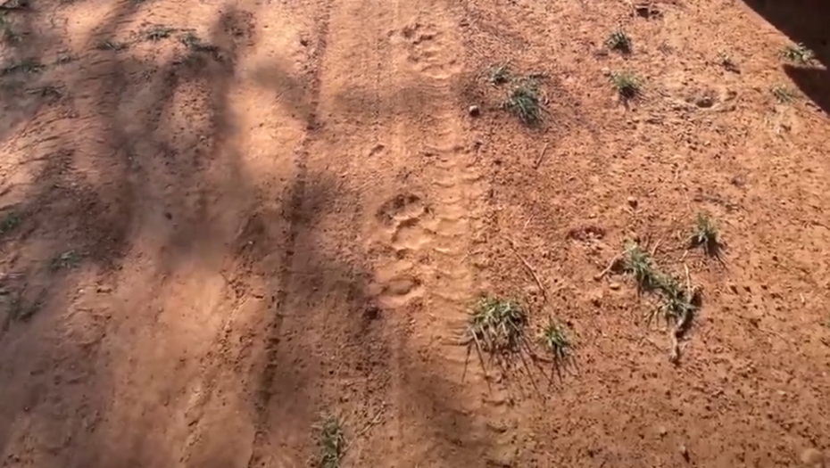 OPASNI PREDATOR NA SLOBODI! Pronađeni tragovi u selu kod Apatina, lovcačke grupe pretražuju teren!