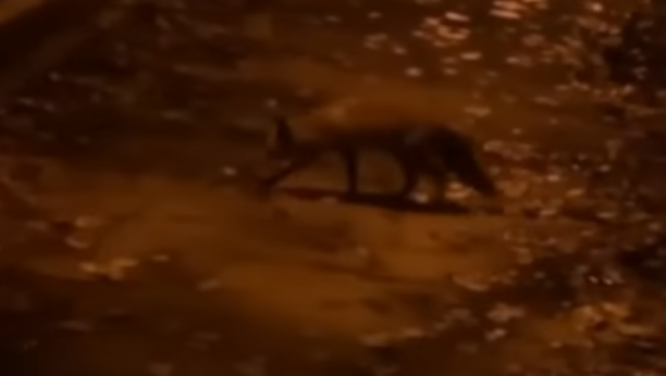 DIVLJA ŽIVOTINJA UŠETALA STARICI U SOBU Žena pobegla glavom bez obzira, oni su joj odmah pritrčali u pomoć