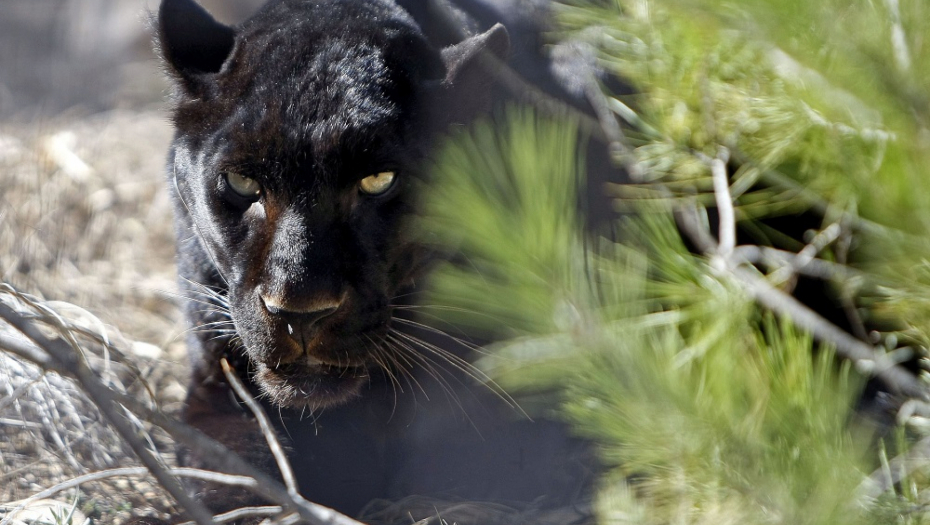 "NAJVEĆA OPASNOST AKO VAM PRIĐE S LEĐA!" Ako ugledate crnog pantera ovo nikako ne smete da radite!