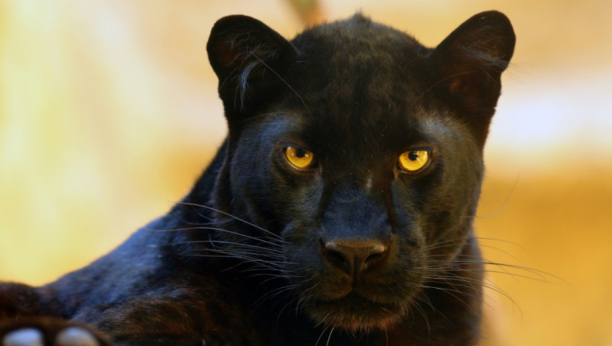 IŠAO JE GRACIOZNIM HODOM Poljoprivrednik iz Apatina tvrdi da je video crnog pantera