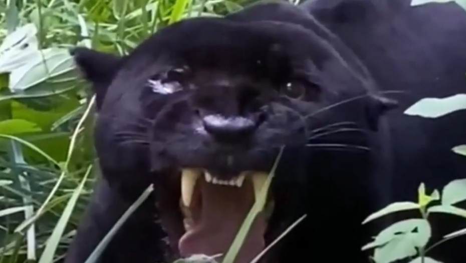 MEŠTANE OVOG MESTA MUČI MISTERIJA Jedni misle da su videli crnog pantera, drugi da je to životinja sa genetskom mutacijom