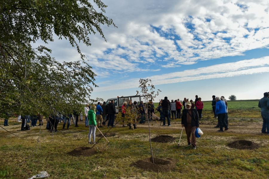 Gradonačelnik Bakić obišao radove na podizanju vetrozaštitnog pojasa na Pačirskom putu (FOTO)