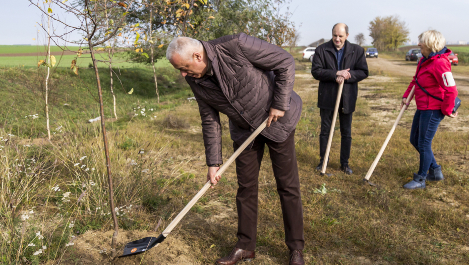 Gradonačelnik Bakić obišao radove na podizanju vetrozaštitnog pojasa na Pačirskom putu (FOTO)