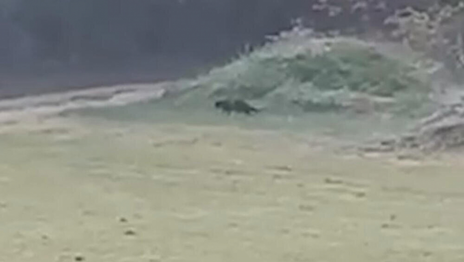 "MAC, MAC..." Šok snimak iz Apatina! Panter mu došao do terase, Srbin uradio nešto neverovatno! (VIDEO)