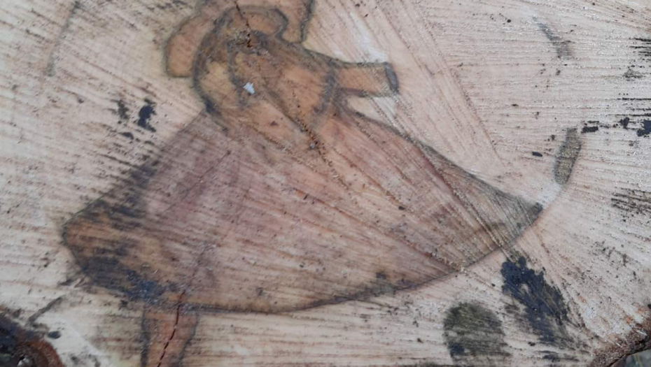 ČUDO KOD ARANĐELOVCA Drvoseča prerezao hrast, pa zanemeo kada je video prizor (FOTO)