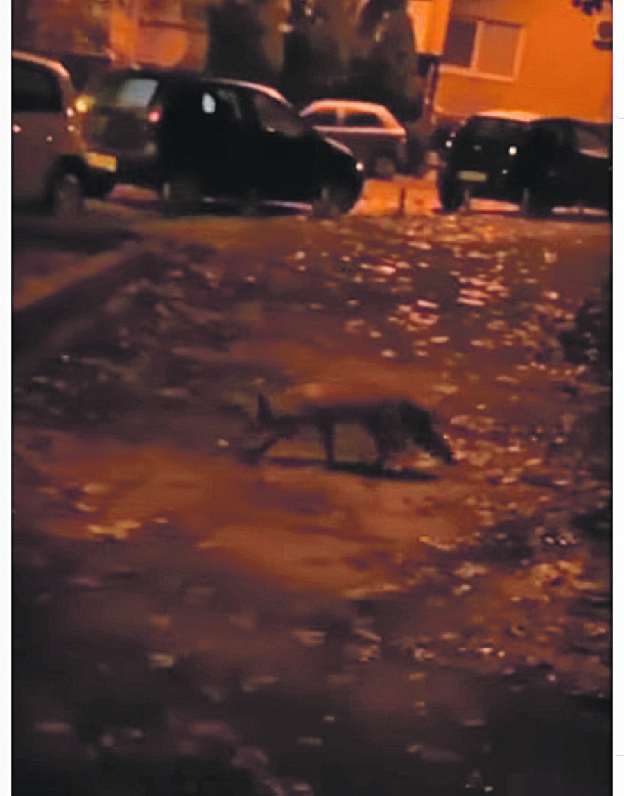 ALO! U BANJI JUNAKOVIĆ Ne plašimo se pantera, ali čekamo ga na terasi!