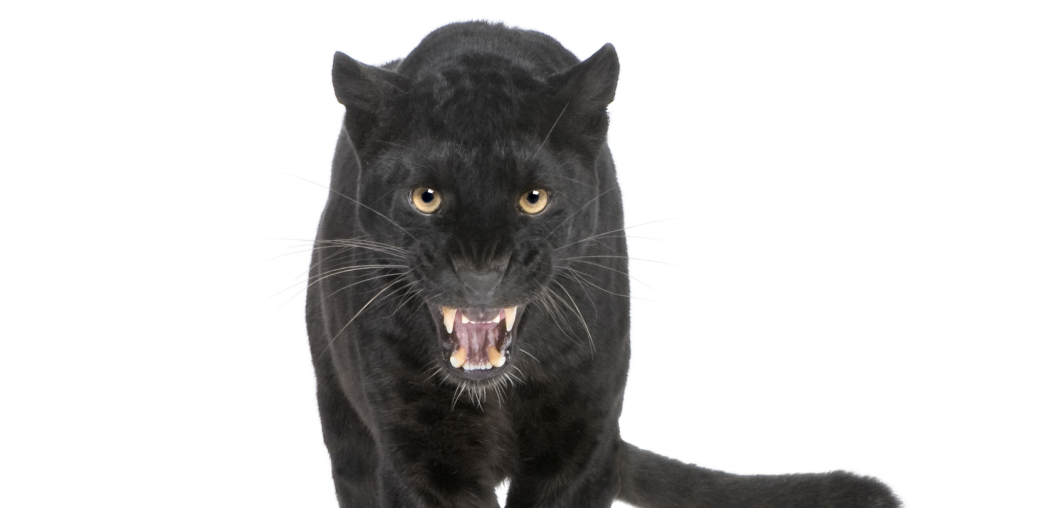 ALO! U BANJI JUNAKOVIĆ Ne plašimo se pantera, ali čekamo ga na terasi!