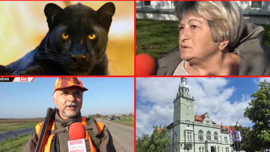 "ŠETAO SE POLAKO, USPORENO" Ekipa Alo! u potrazi za panterom: Dobrom akcijom može da se locira (VIDEO)