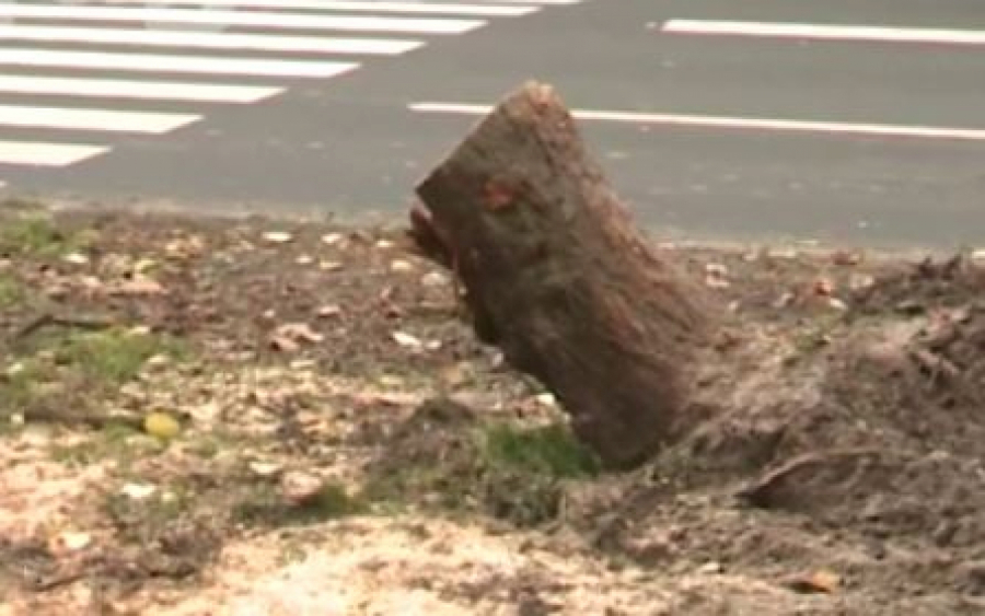 OVO JE MUŠKARAC KOJI JE POGINUO U NOVOM SADU Kolima se zabio u drvo i stradao na mestu, tinejdžerka povređena! (FOTO)