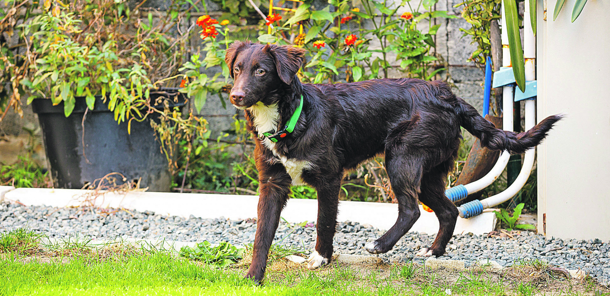 UDOMI ME Mlada Poli traži dom