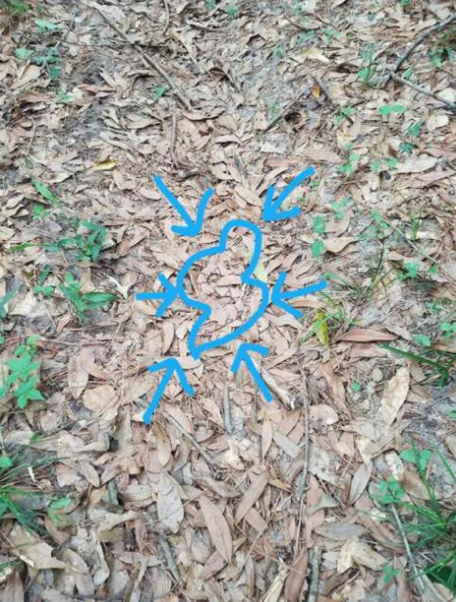 OŠTRO OKO VAM MOŽE SPASITI ŽIVOT Možete da uočite šta je na fotografiji, gomila lišća ili nešto opasno