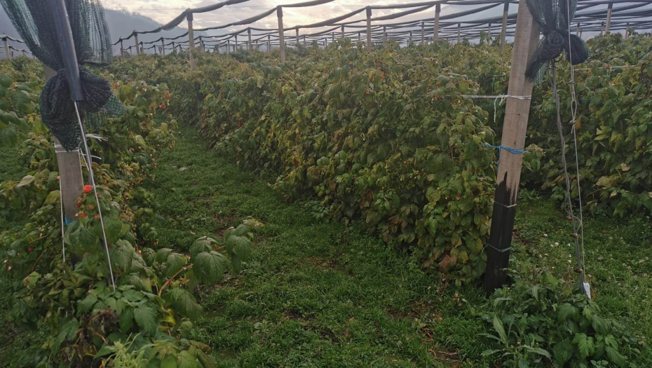 CRVENO ZLATO Malinari očajni zbog otkupnih cena koje im hladnjačari nude