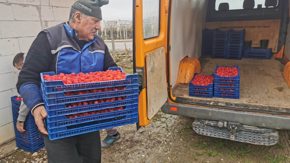 CRVENO ZLATO Malinari očajni zbog otkupnih cena koje im hladnjačari nude
