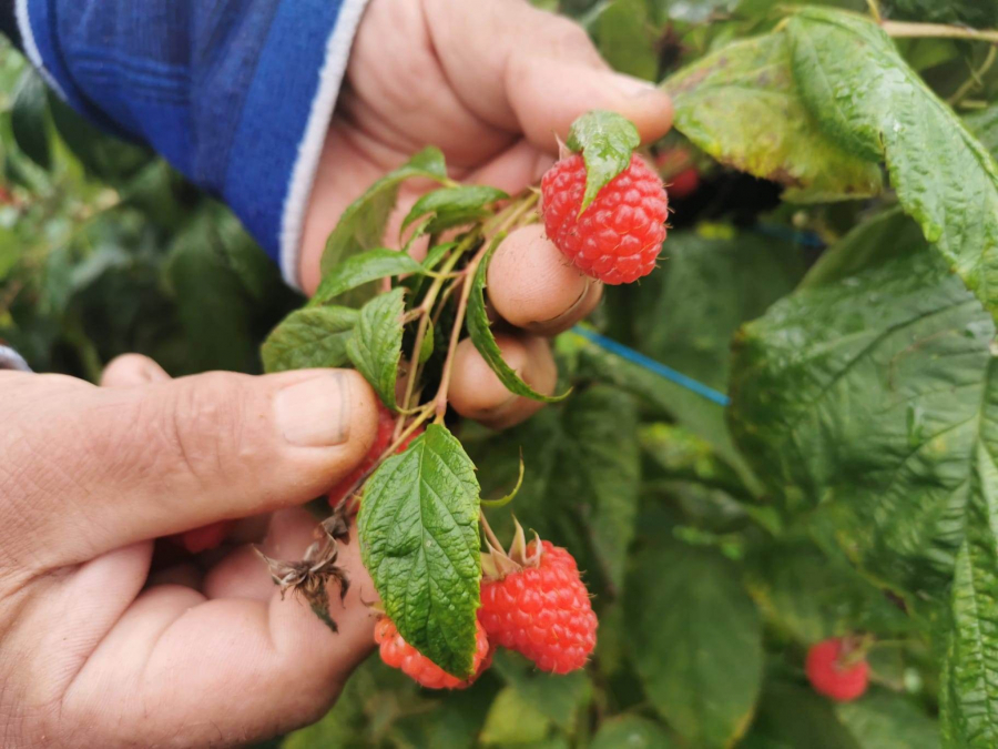 DNEVNICA 6.000 DINARA PLUS HRANA I SMEŠTAJ I pored sjajnih uslova, gazde u Srbiji VAPE za ovim radnicima