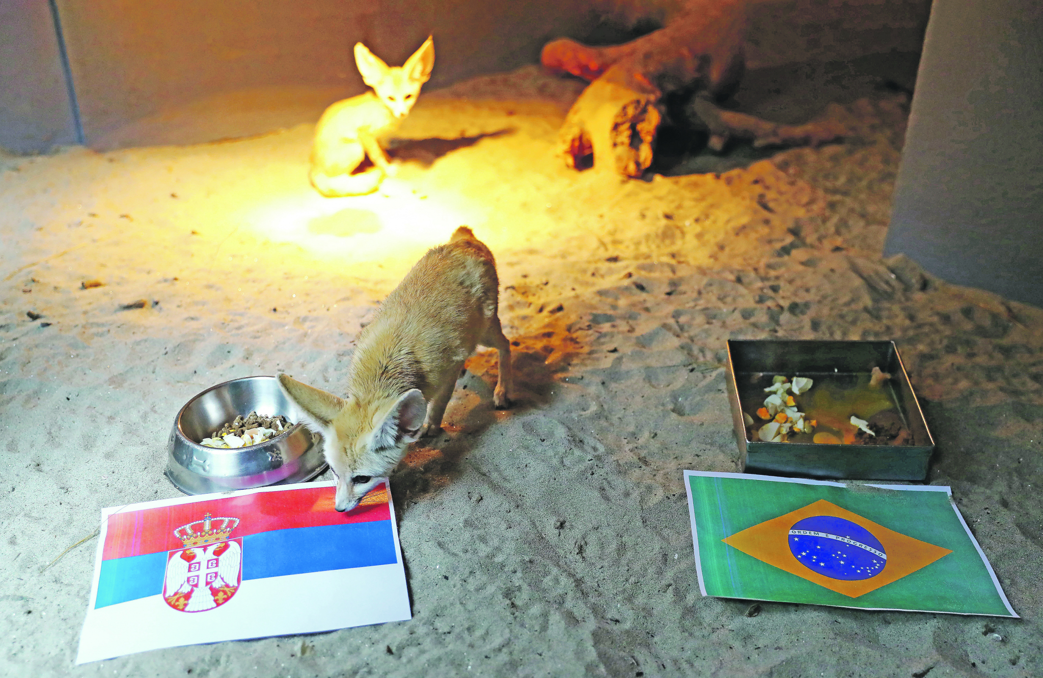 ALO! PROGNOZA! Pustinjska lisica najavila čudo: Evo kakva sudbina čeka Srbiju protiv Brazila (VIDEO)