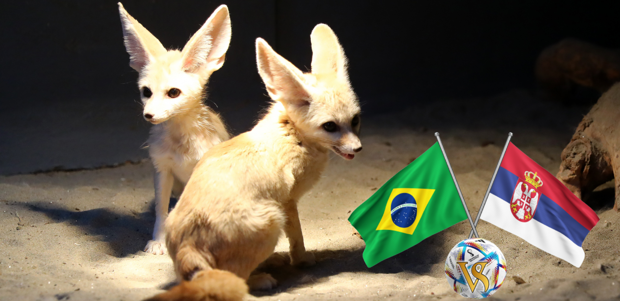 ALO! PROGNOZA! Pustinjska lisica najavila čudo: Evo kakva sudbina čeka Srbiju protiv Brazila (VIDEO)