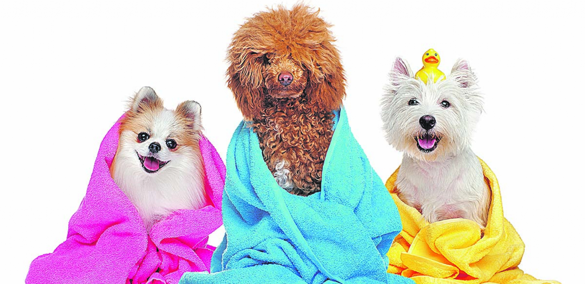 Psi rado prihvataju rutinu, pa ćete ih ako ih redovno kupate navići na to