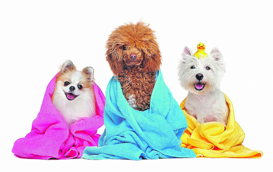 ZAGARANTOVANA ZARADA Istraživanja otkrila pet najtraženijih poslova za 2024. godinu