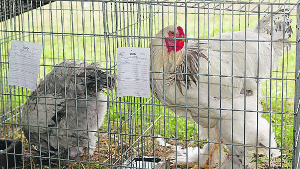 Brama za ukras, a ne za tanjir