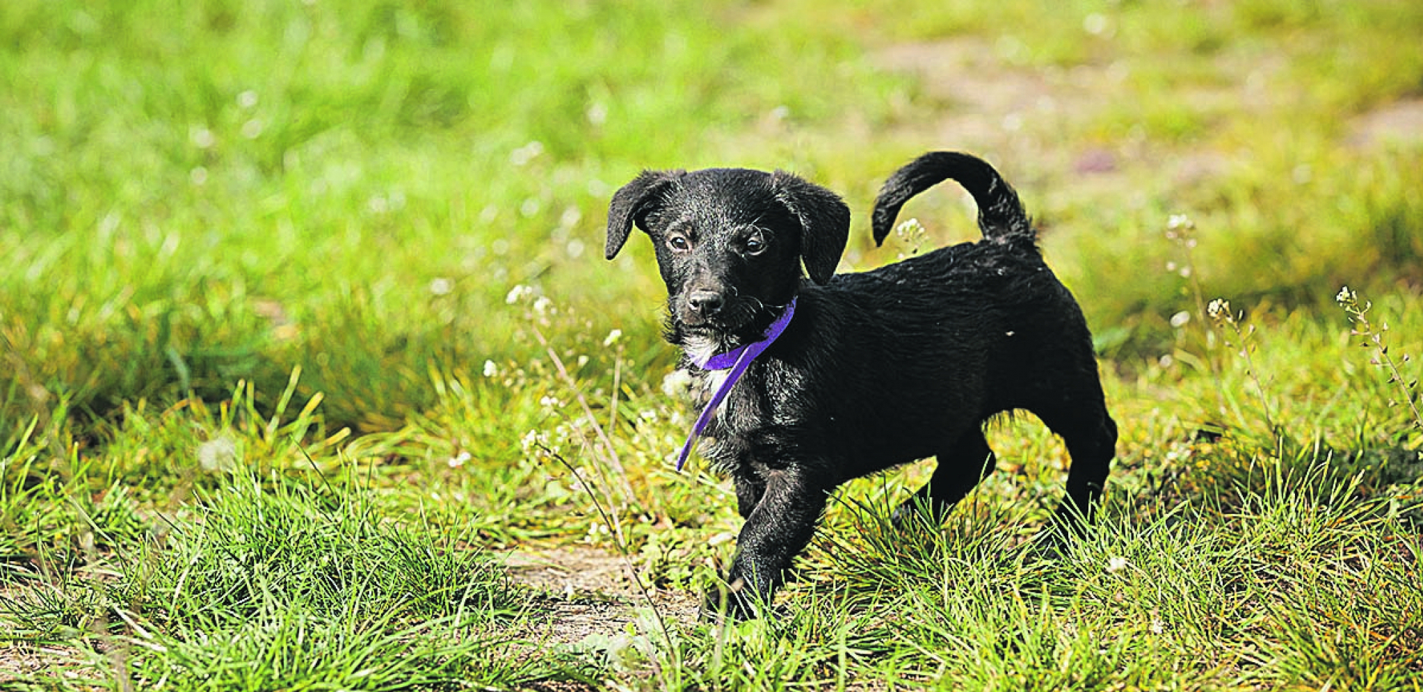 UDOMI ME Preslatki štenci traže dom