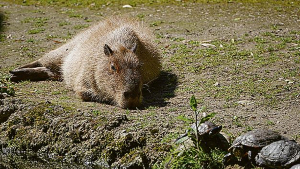 Kapibara - najvećí i omiljeni glodar