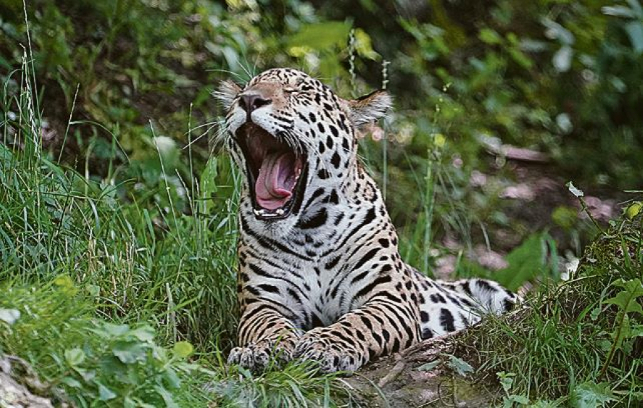 PRODAVALI MLADUNČE JAGUARA Muž i žena uhapšeni zbog trgovine egzotičnih životinja