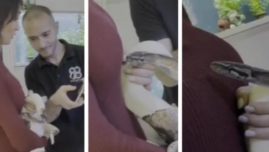 UZNEMIRUJUĆE! Voditeljku UJELA ZMIJA u emisiji, RANE SU STRAVIČNE! (VIDEO)