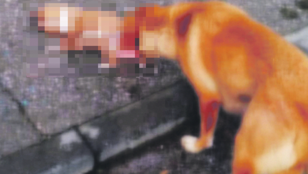 JEZIVO! Letvom s ekserom ubio štene, ljudi u Novom Pazaru zgroženi