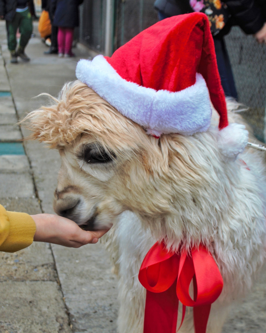 HUMANO Besplatan zoo-vrt za decu sa posebnim staranjem