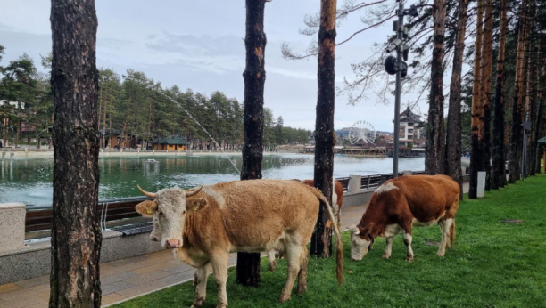 OVAJ SNIMAK JE RAZNEŽIO SVE KORISNIKE DRUŠTVENIH MREŽA Krave "usvojile" psa: "One misle da je on tele" (VIDEO)