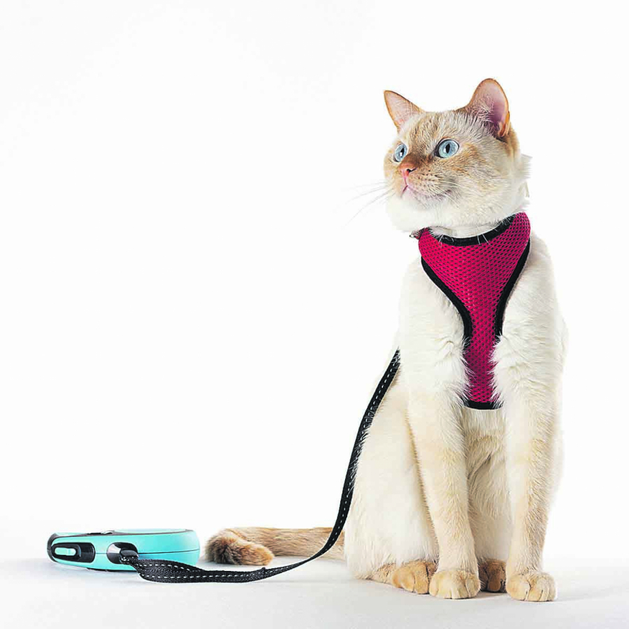 VEČITA DILEMA Da li bi ljubimica volela da se promuva s gospodarom po kraju, zavisi od njenog karaktera