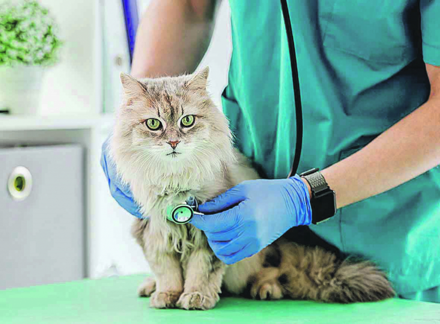 OPREZ Đardija je parazit u crevima kod pasa, mačaka, pa čak i čoveka