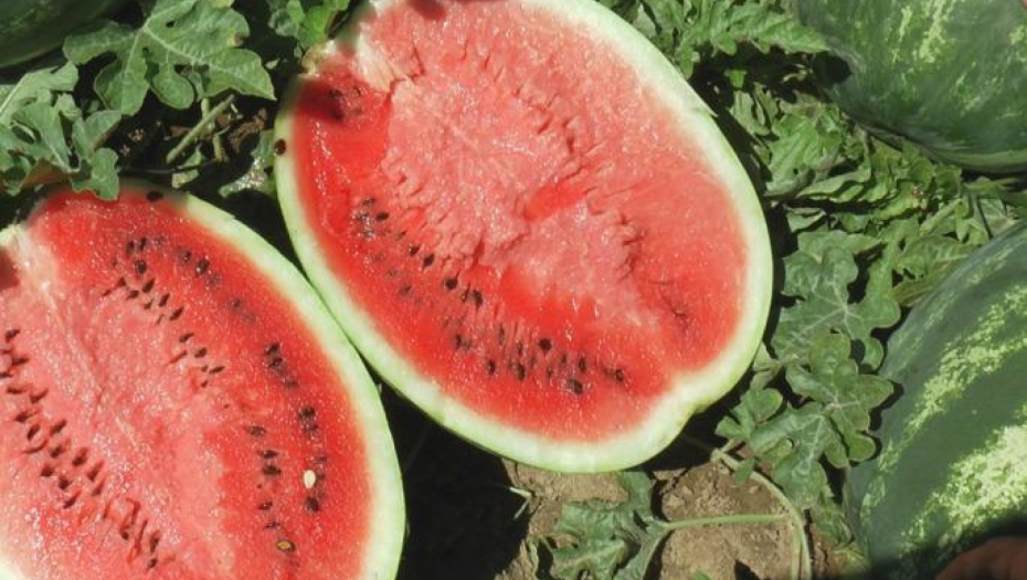 VIC DANA Za koga navija uzgajivač lubenica?