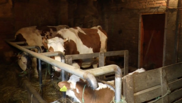 NEOBIČAN SLUČAJ KOJI JE DIGAO NA NOGE CELU SLOVENIJU Otkrivamo zbog čega su farmeru oduzeli krave