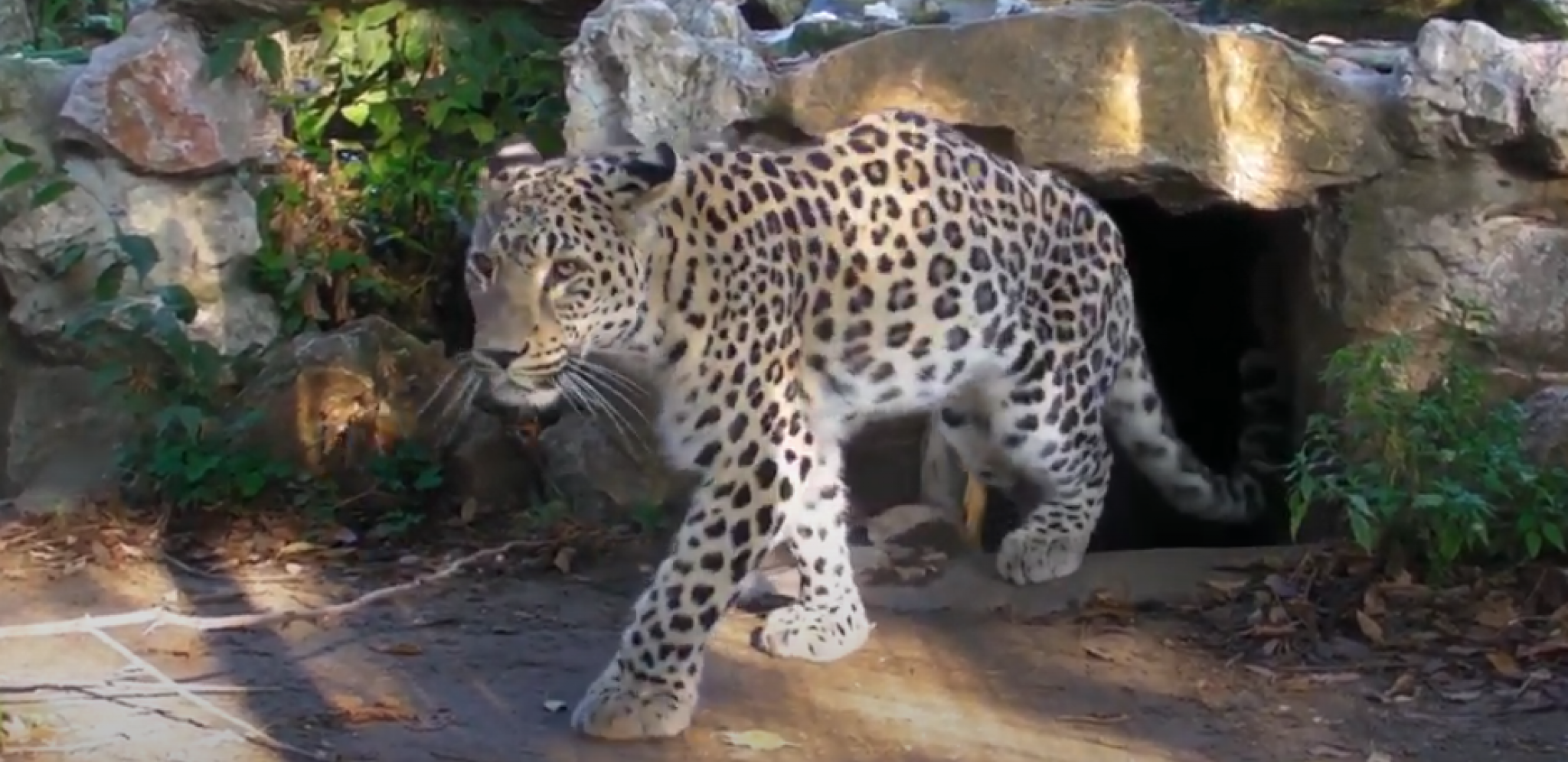 MUŽIJAK LEOPARDA USMRTIO ŽENKU Drugi neočekivani incident u zoološkom vrtu Palić u samo mesec dana