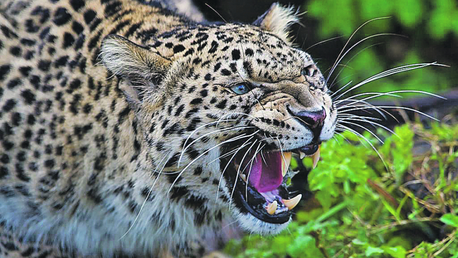 HOROR! Na Paliću se desilo krvoproliće, stradale dve životinje: Dvostruko ubistvo u zoološkom vrtu