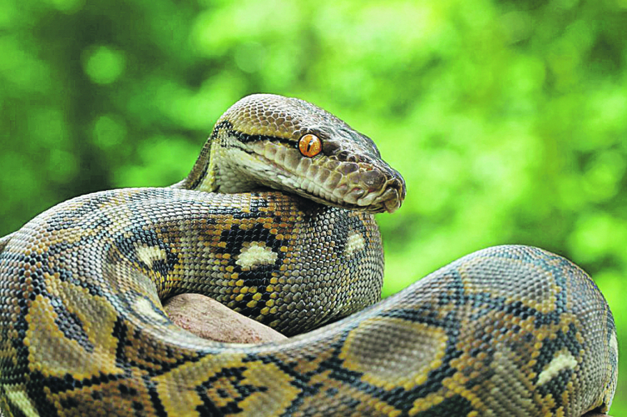 HOROR! Na Paliću se desilo krvoproliće, stradale dve životinje: Dvostruko ubistvo u zoološkom vrtu