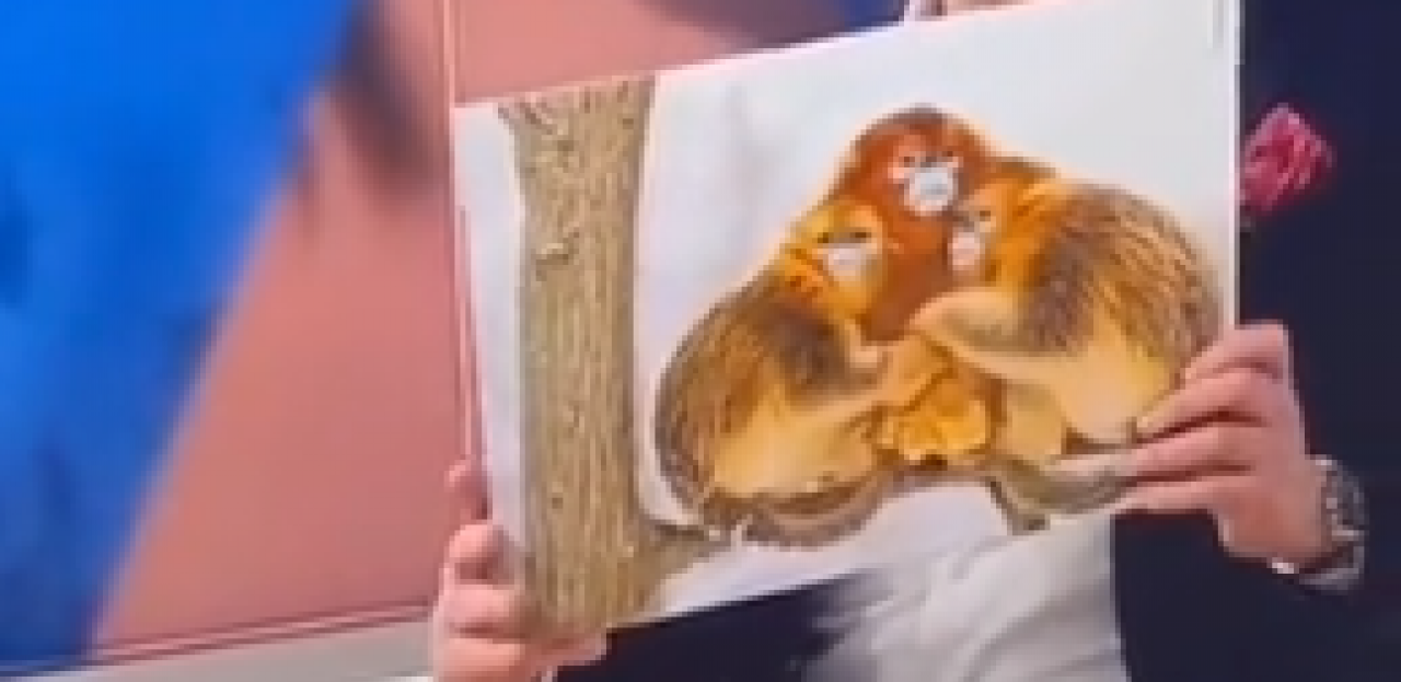 BRUKA I SRAMOTA Danci uživo na televiziji uporedili Marokance i njihove majke sa majmunima (VIDEO)