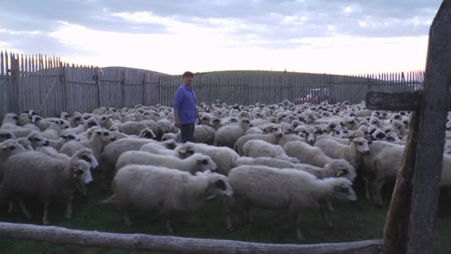 ZAVRŠIO FAKULTET PA SE VRATIO DA ČUVA OVCE Danas ovaj Srbin ima najveće stado na Balkanu (FOTO)