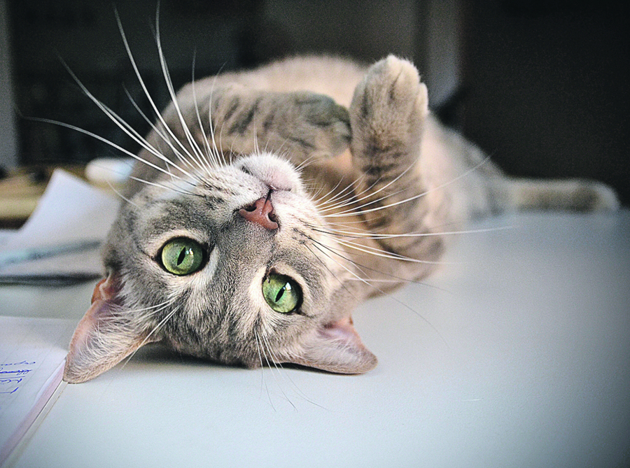 7 kul činjenica o mačjim brkovima o kojima sigurno niste imali pojma