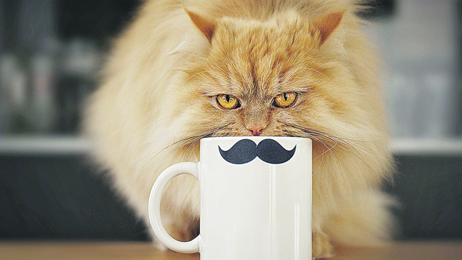 UPOMOĆ! Zašto mojoj cicamaci smrducka iz usta?!