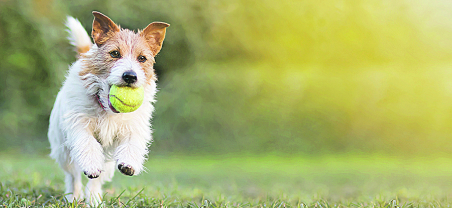 OBOSTRANA LJUBAV Saveti kako da već danas obradujete svog psa i ulepšate mu dan