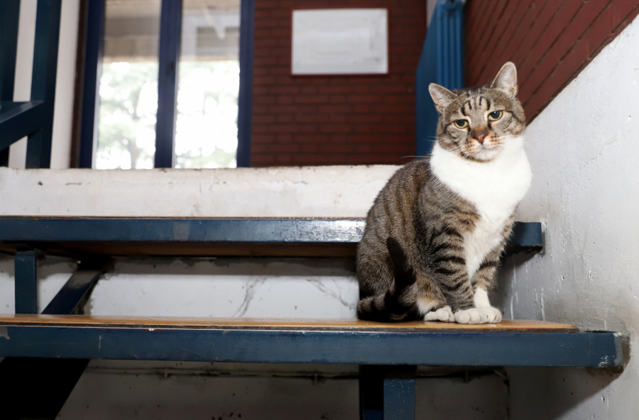LEGENDA Zaštitni znak Zvezde i Pionira ima 15 godina i četiri noge: Mačka Ljubica voli košarku!