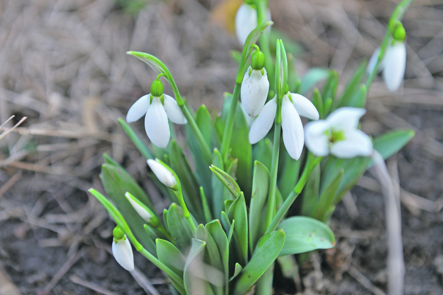 ČUDO Lepo vreme sve do petka, a onda malo kiše i zahlađenje: Proleće u januaru