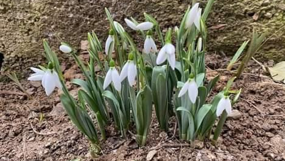 I OTROV I LEK Visibba ublažava bol, ali naši preci je nikad nisu unosili u kuću iz jednog razloga