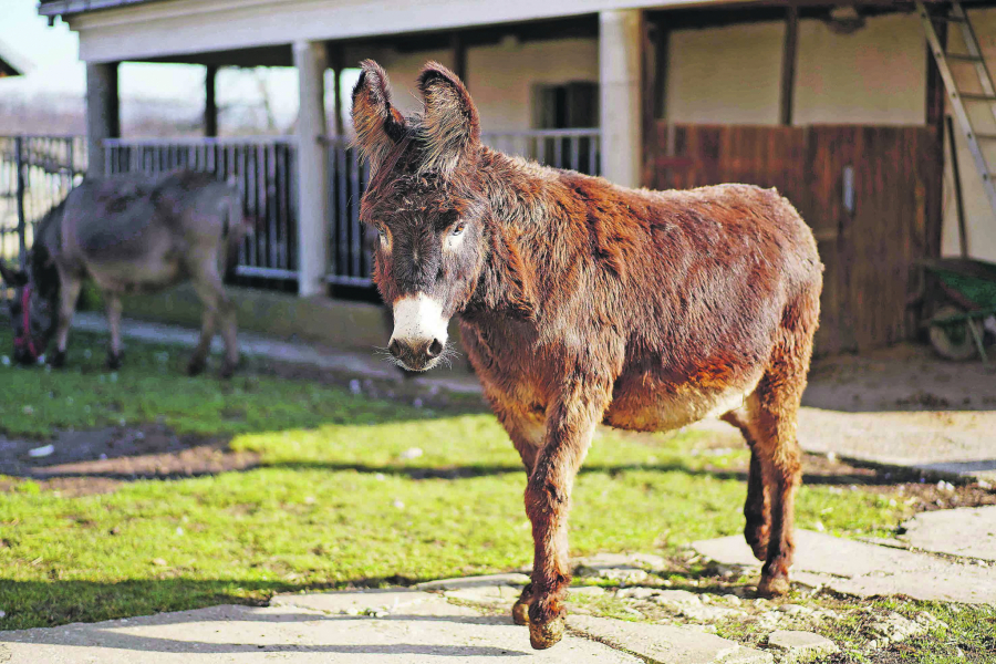 UŠATI GENIJALCI Ljubiša Popović, uz pomoć sestrića Dragiše Tilića, u Bobovu kod Svilajnca gaji 25 dugouhih ljubimaca: Glup je ko misli da su magarci glupi! (VIDEO)