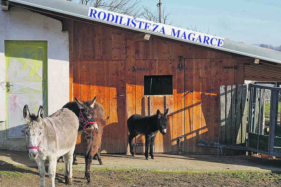 UŠATI GENIJALCI Ljubiša Popović, uz pomoć sestrića Dragiše Tilića, u Bobovu kod Svilajnca gaji 25 dugouhih ljubimaca: Glup je ko misli da su magarci glupi! (VIDEO)